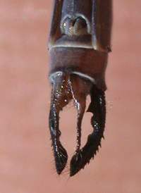 Swamp Spreadwing